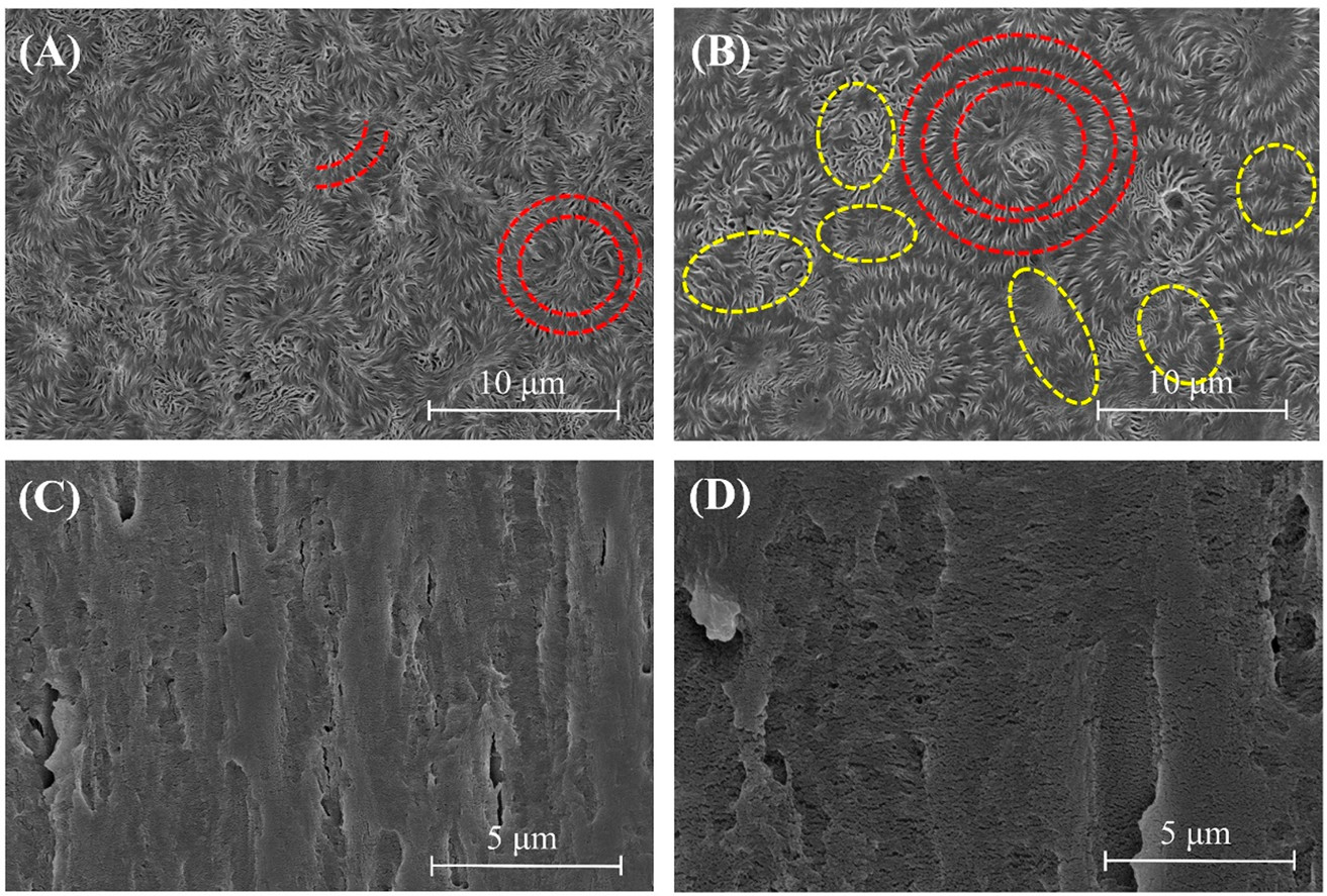 Micrographies MEB de la microstructure sphérolitique d’échantillons de différents PVDF 